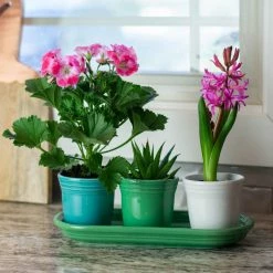 Fiesta® Windowsill Garden Set | Cool -Le Creuset shop coolgarden