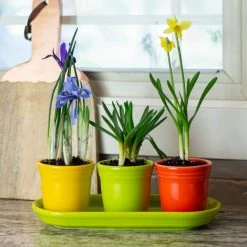 Fiesta® Windowsill Garden Set | Bright -Le Creuset shop ekbhlcwsillbright style1